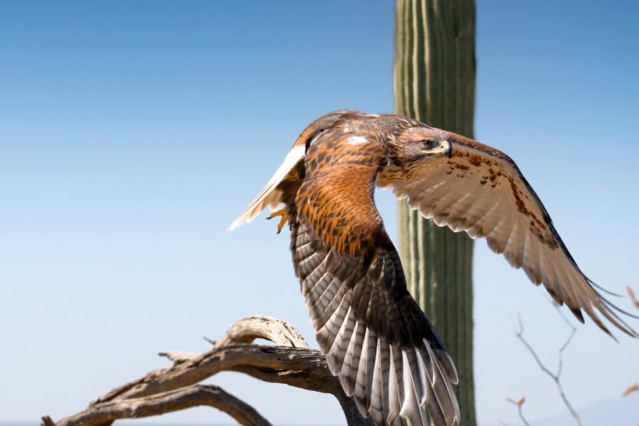 Exploring Mohave County’s Sky