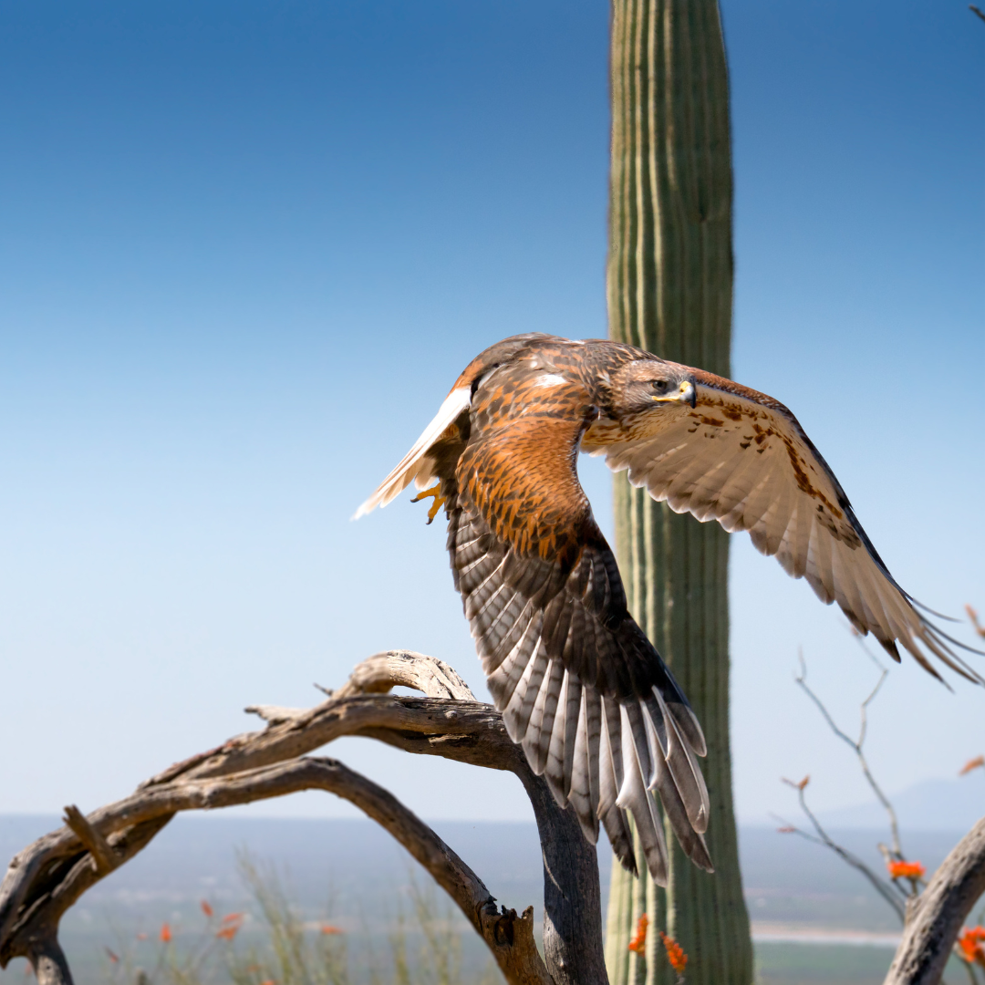 Exploring Mohave County’s Sky